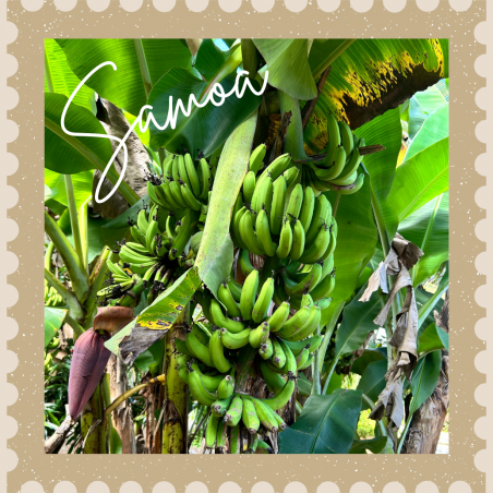 Samoa 10x10cm Photo Magnet or Decal - Banana Tree