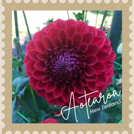 New Zealand 10x10cm Photo Magnet or Decal - Crimson Flower